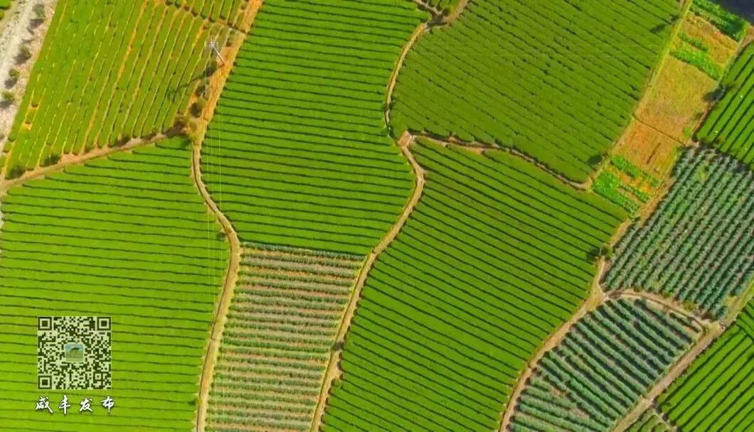 于都县富硒产品茶叶厂(于都富硒蔬菜产业园)-硒宝网