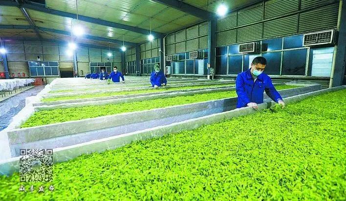 于都县富硒产品茶叶厂(于都富硒蔬菜产业园)-硒宝网