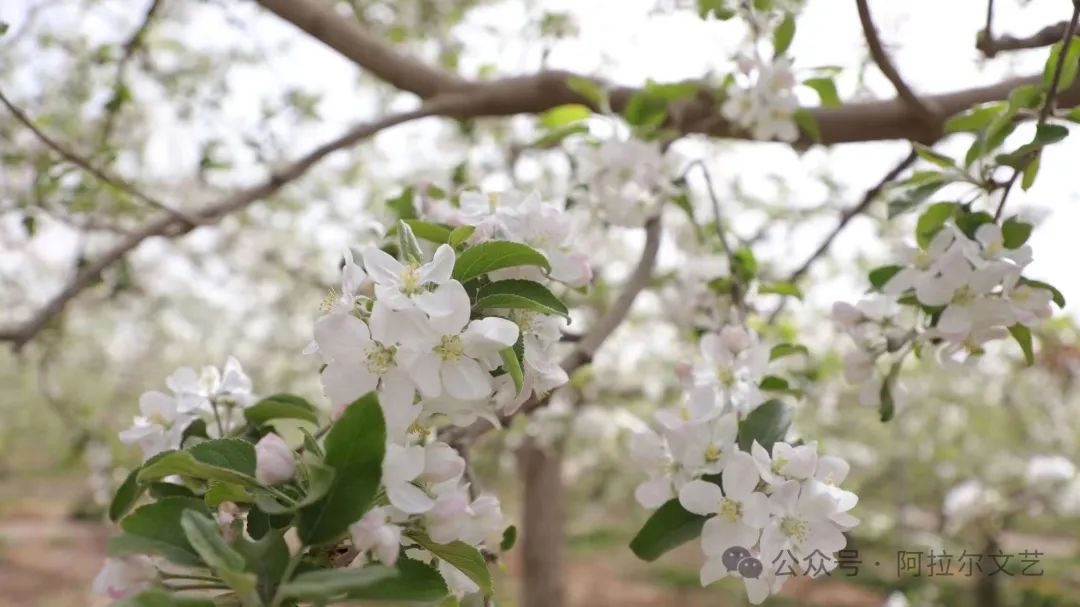 阿拉尔富硒农产品认证（富硒认证政策）-硒宝网