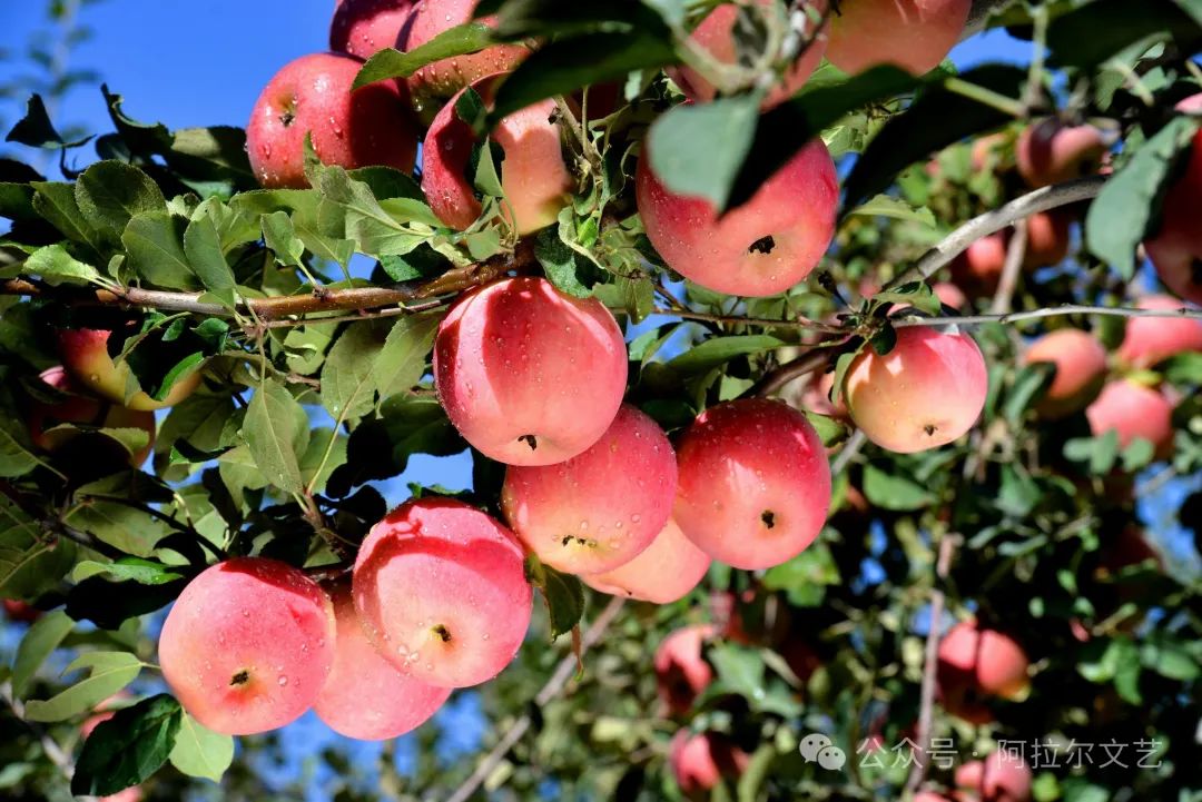 阿拉尔富硒农产品认证（富硒认证政策）-硒宝网