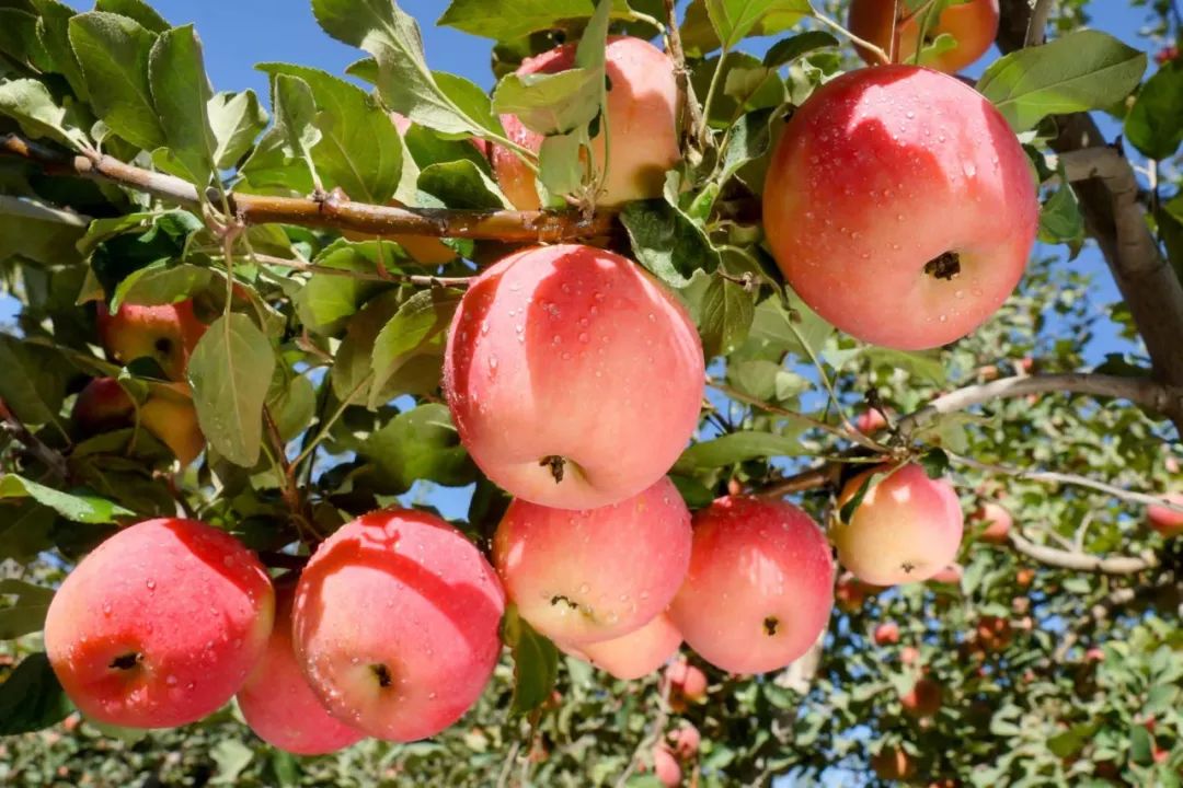 阿拉尔富硒农产品认证(富硒农产品认证过程)-硒宝网