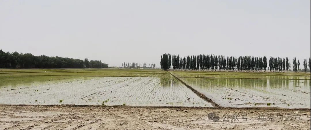 阿拉尔富硒农产品认证(国家富硒农产品认证)-硒宝网