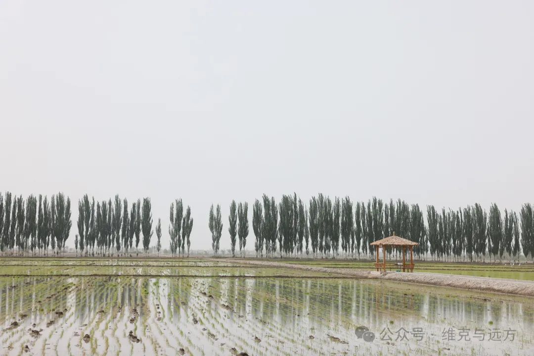 阿拉尔富硒农产品认证(国家富硒农产品认证)-硒宝网