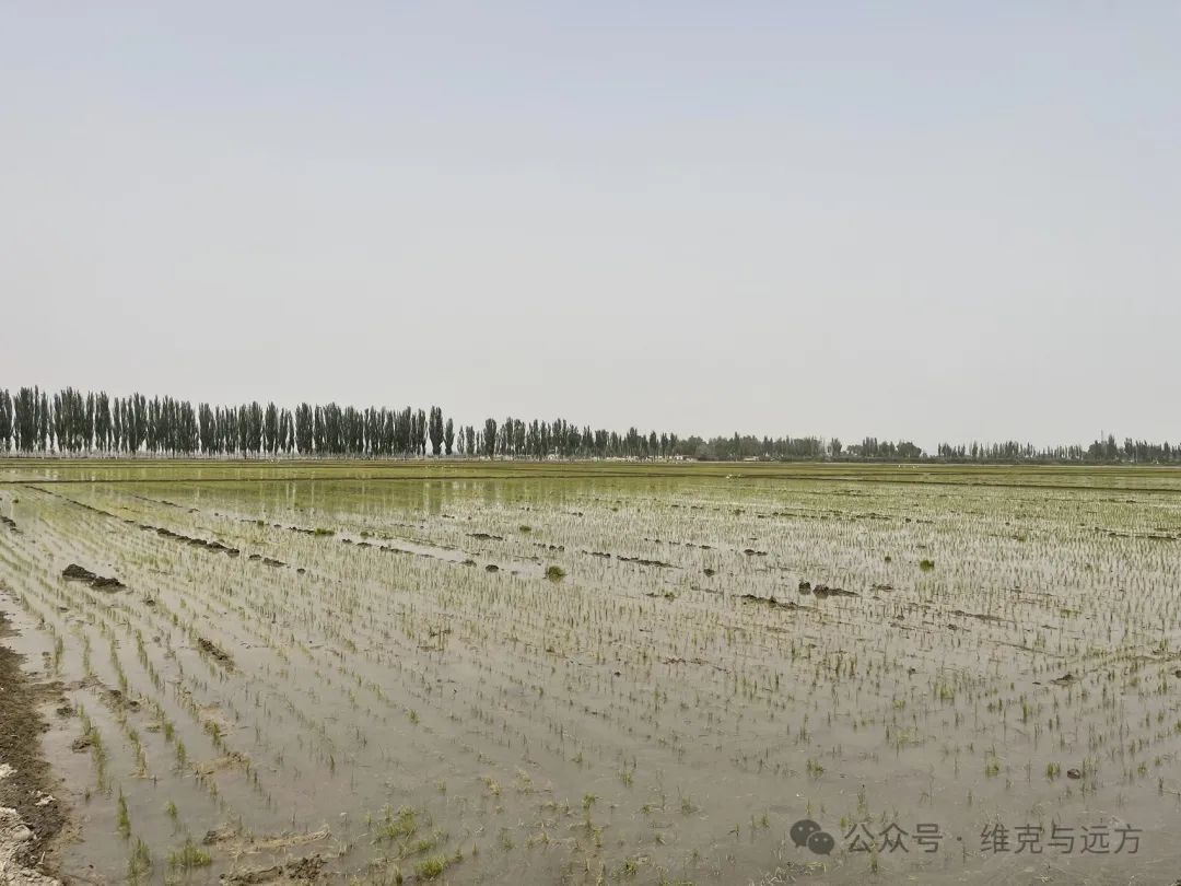 阿拉尔富硒农产品认证(国家富硒农产品认证)-硒宝网