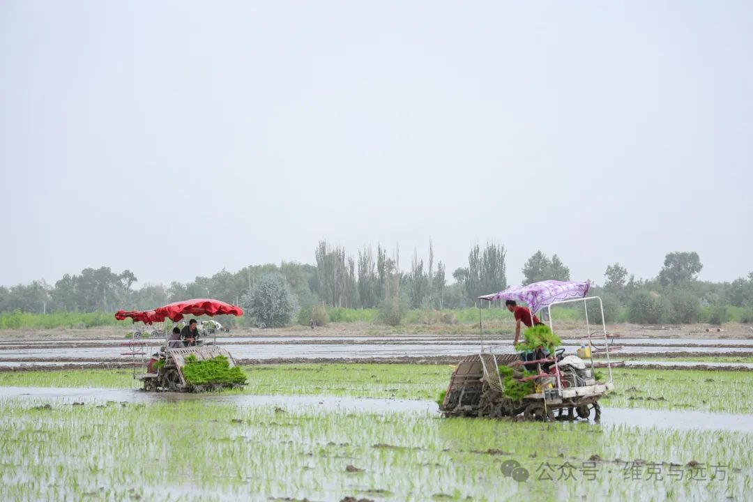 阿拉尔富硒农产品认证(国家富硒农产品认证)-硒宝网