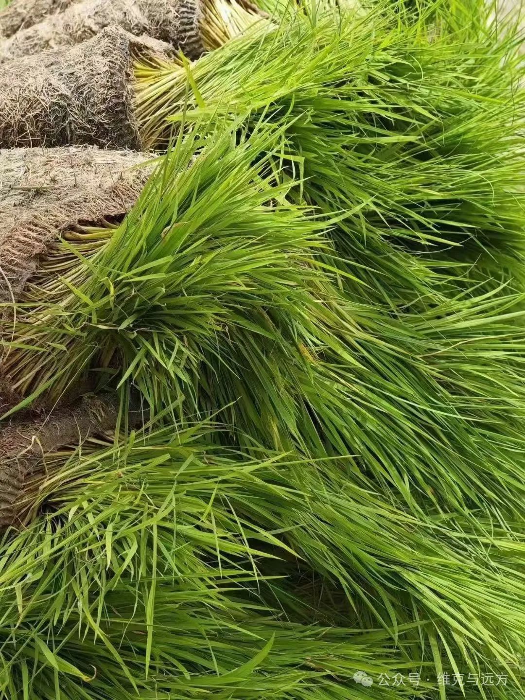 阿拉尔富硒农产品认证(国家富硒农产品认证)-硒宝网