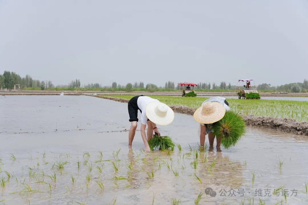 阿拉尔富硒农产品认证(国家富硒农产品认证)-硒宝网