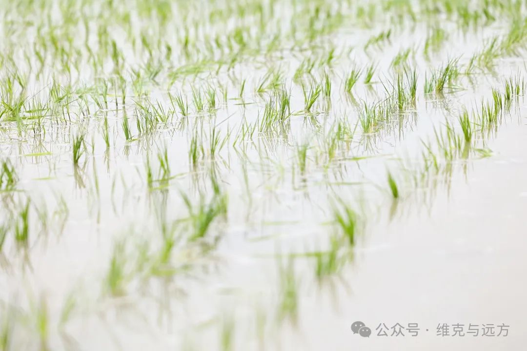 阿拉尔富硒农产品认证(国家富硒农产品认证)-硒宝网