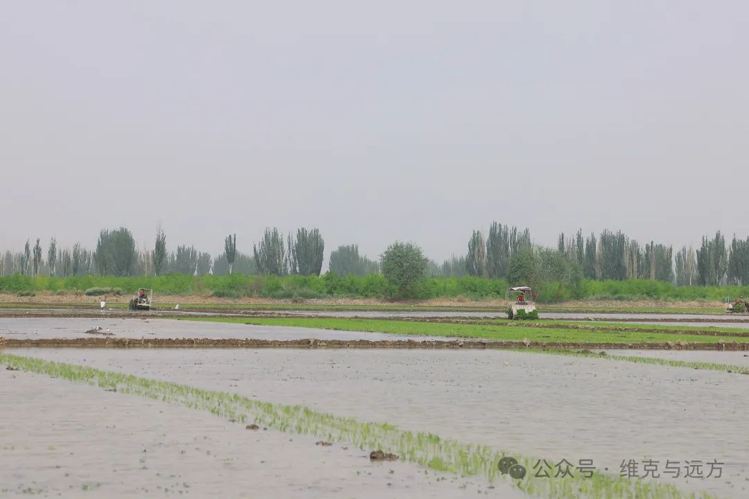 阿拉尔富硒农产品认证(国家富硒农产品认证)-硒宝网