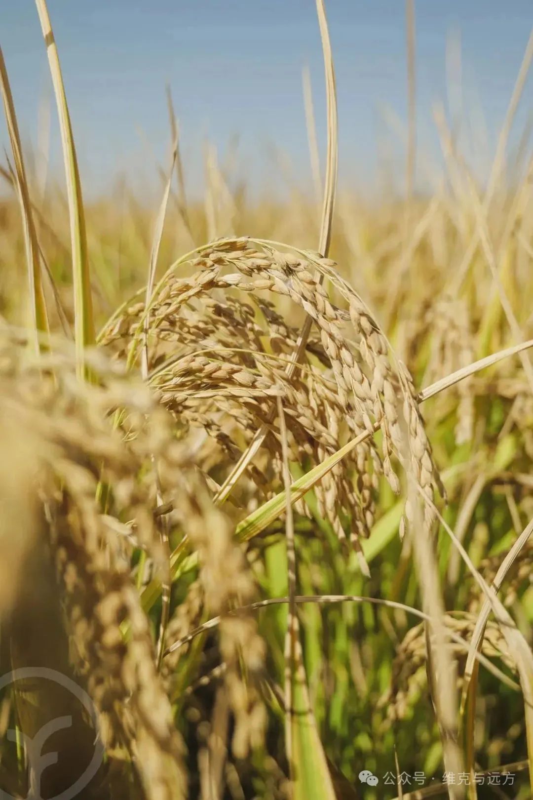 阿拉尔富硒农产品认证(国家富硒农产品认证)-硒宝网