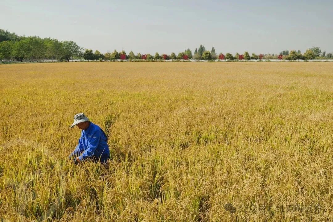 阿拉尔富硒农产品认证(国家富硒农产品认证)-硒宝网