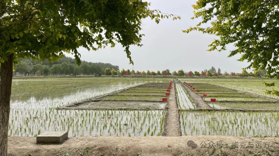 阿拉尔富硒农产品认证(国家富硒农产品认证)-硒宝网