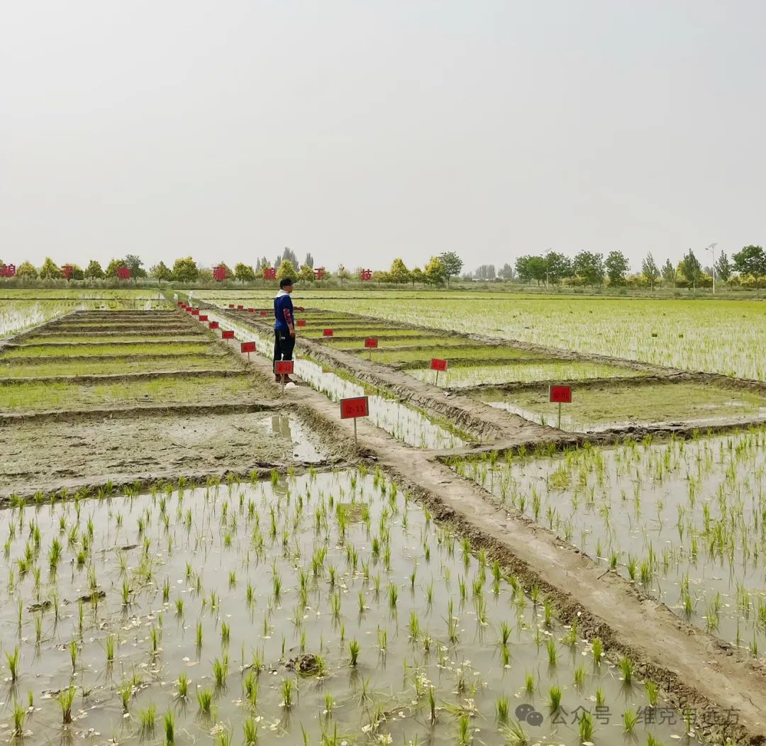阿拉尔富硒农产品认证(国家富硒农产品认证)-硒宝网