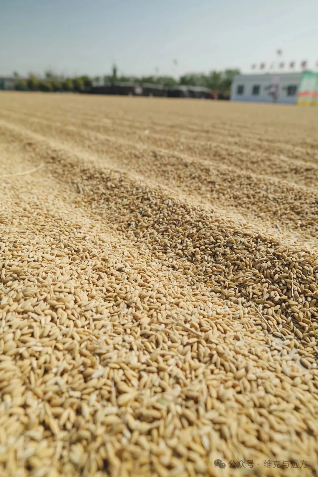 阿拉尔富硒农产品认证(国家富硒农产品认证)-硒宝网