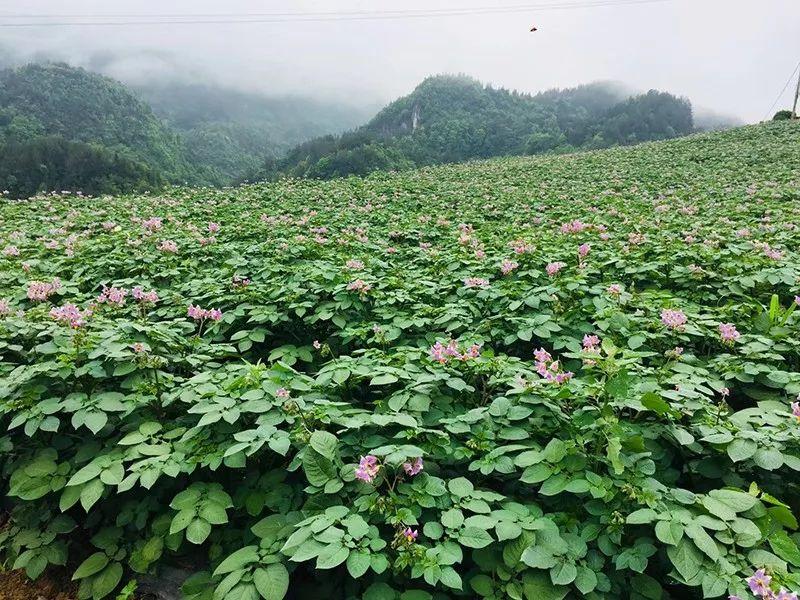 恩施州富硒农产品价格(恩施富硒特产)-硒宝网