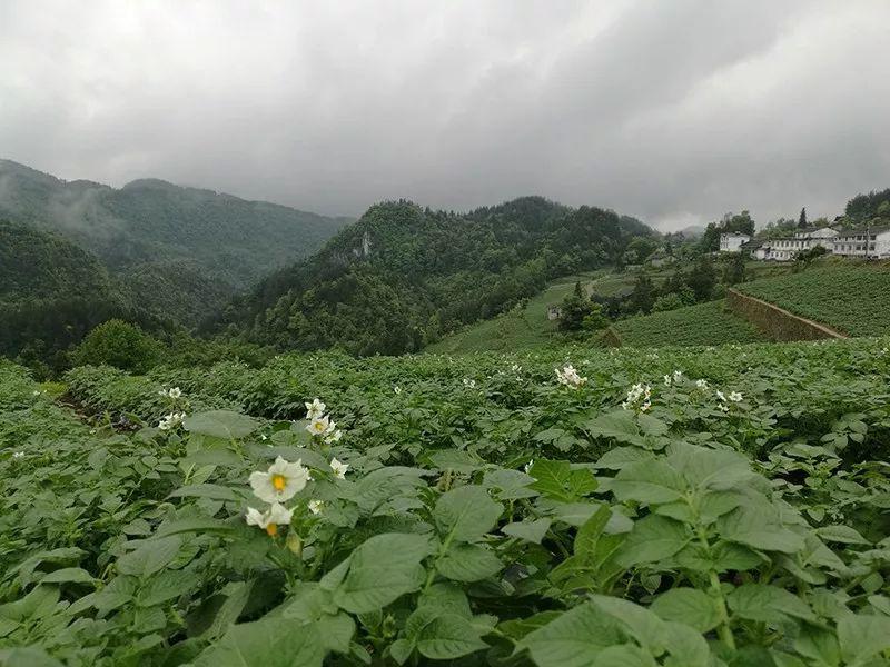 恩施州富硒农产品价格(恩施富硒特产)-硒宝网