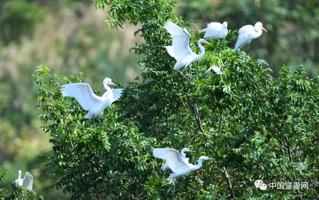 鄂硒商贸恩施富硒产品(恩施富硒农产品)-硒宝网