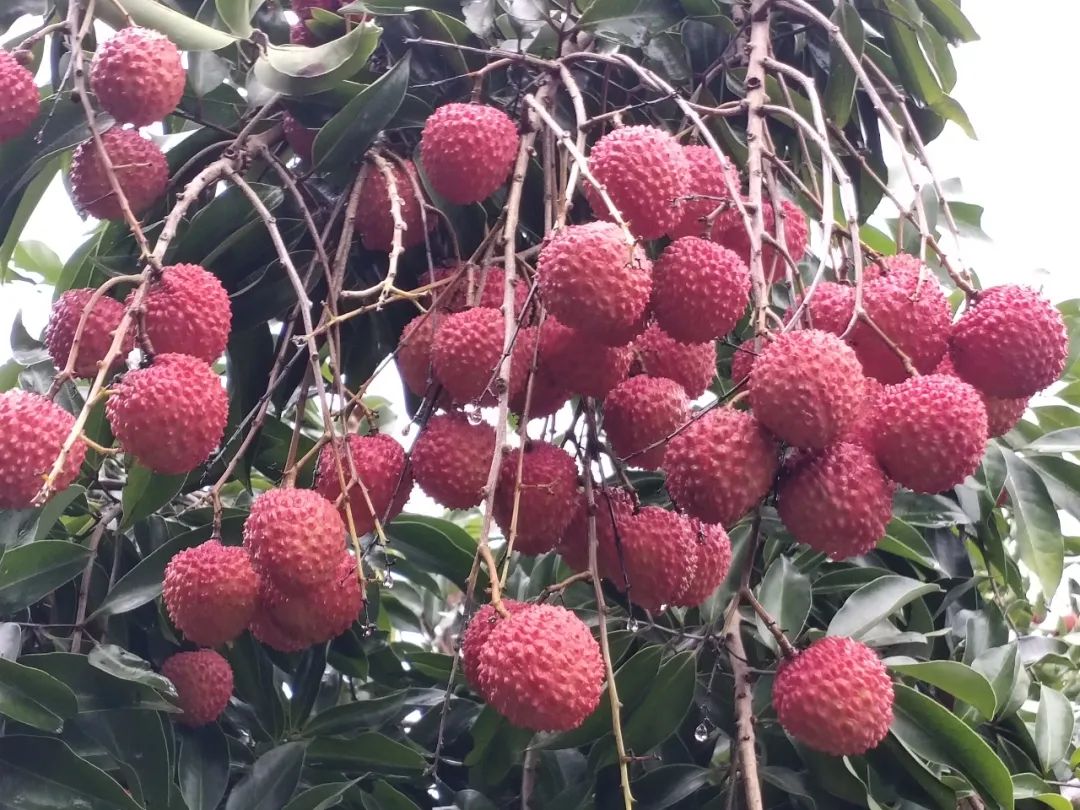 培育富硒产品  贵港（培育贵港富硒产品的意义）-硒宝网