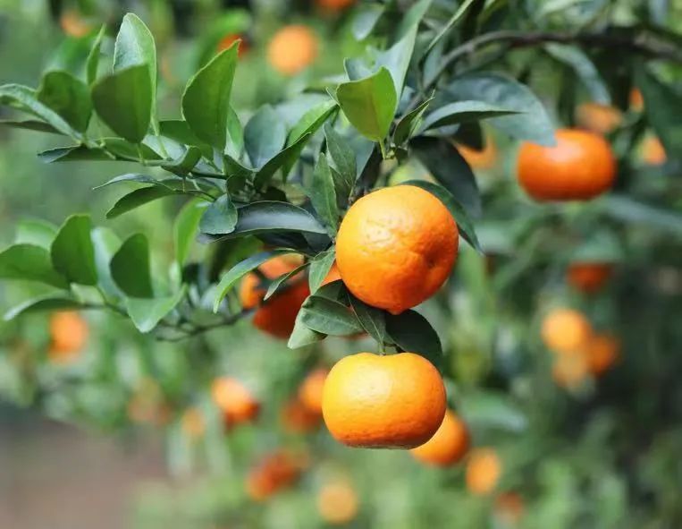 培育富硒产品  贵港（培育贵港富硒产品的意义）-硒宝网