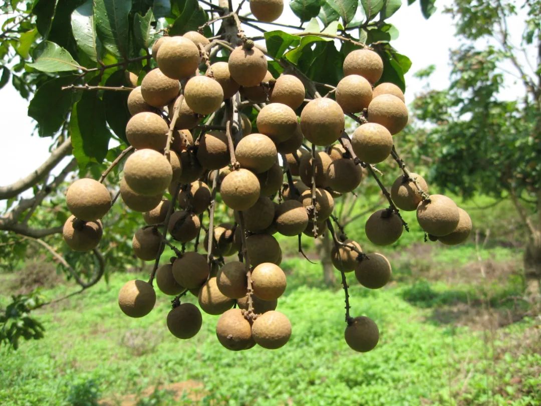 培育富硒产品  贵港（培育贵港富硒产品的意义）-硒宝网