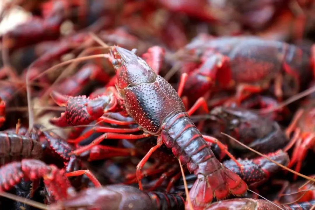 培育富硒产品  贵港（培育贵港富硒产品的意义）-硒宝网