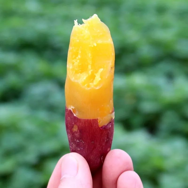 富硒地瓜什么产品好吃(富硒地瓜哪个产地的好)-硒宝网