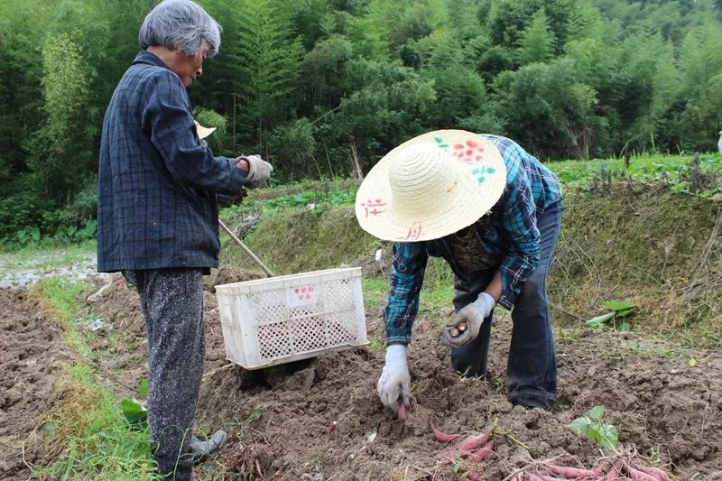 富硒地瓜什么产品好吃(富硒地瓜哪个产地的好)-硒宝网