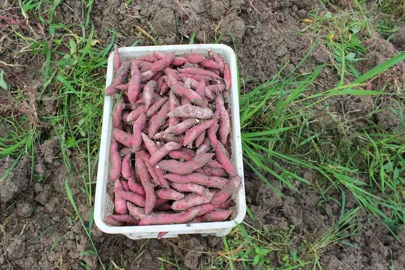 富硒地瓜什么产品好吃(富硒地瓜哪个产地的好)-硒宝网