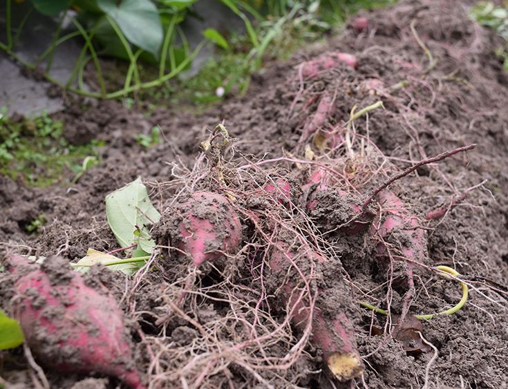 富硒地瓜什么产品好吃(富硒地瓜哪个产地的好)-硒宝网
