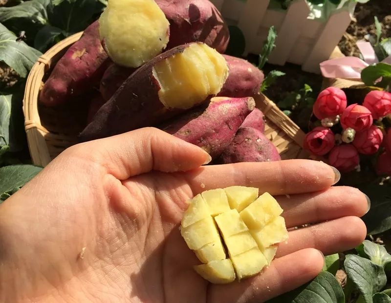 富硒地瓜什么产品好吃(富硒地瓜哪个产地的好)-硒宝网