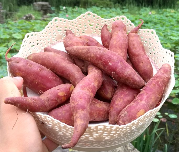 富硒地瓜什么产品好吃(富硒地瓜哪个产地的好)-硒宝网