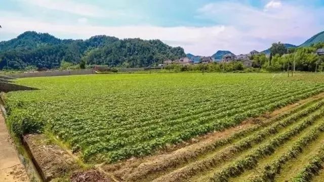 富硒地瓜什么产品好吃(富硒地瓜哪个产地的好)-硒宝网