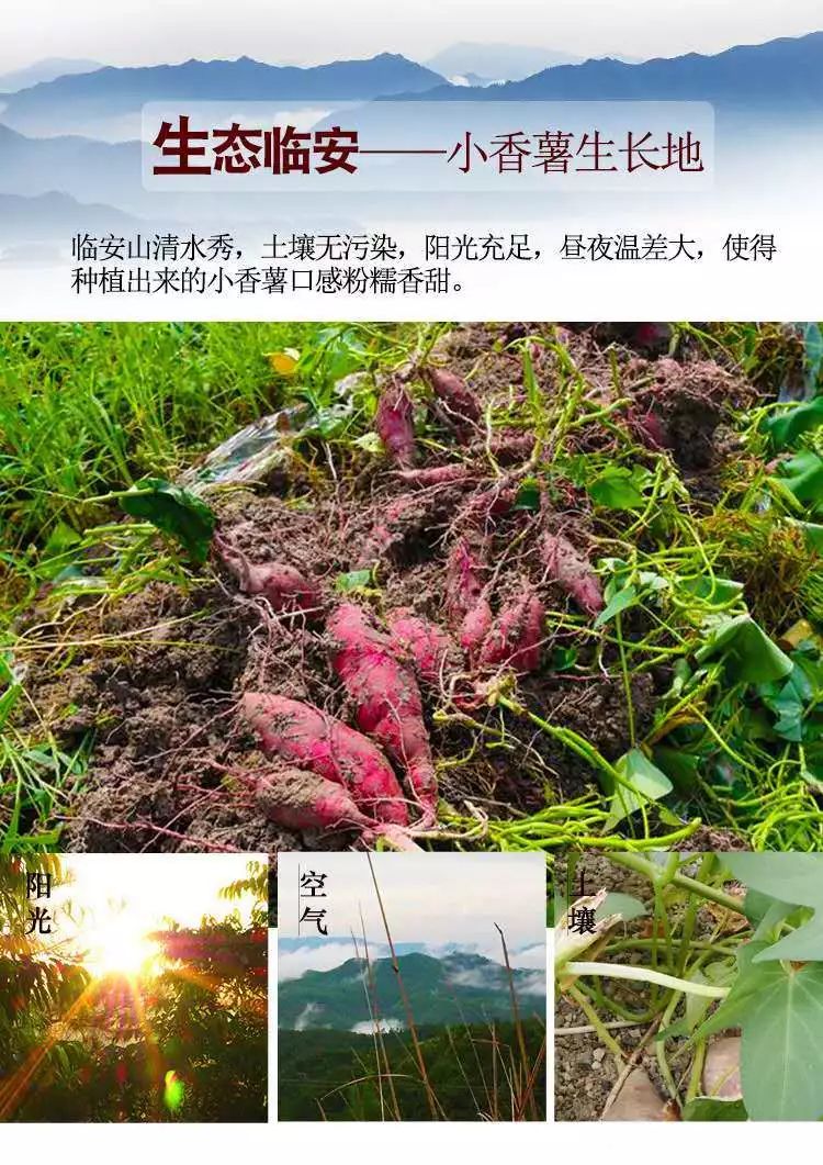 富硒地瓜什么产品好吃(富硒地瓜哪个产地的好)-硒宝网