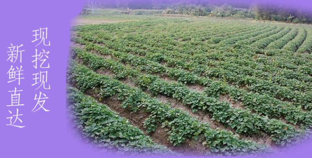 富硒地瓜什么产品好吃(富硒地瓜哪个产地的好)-硒宝网