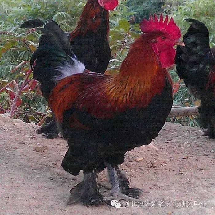 富硒产品协会图标设计（中国富硒协会推荐产品）-硒宝网