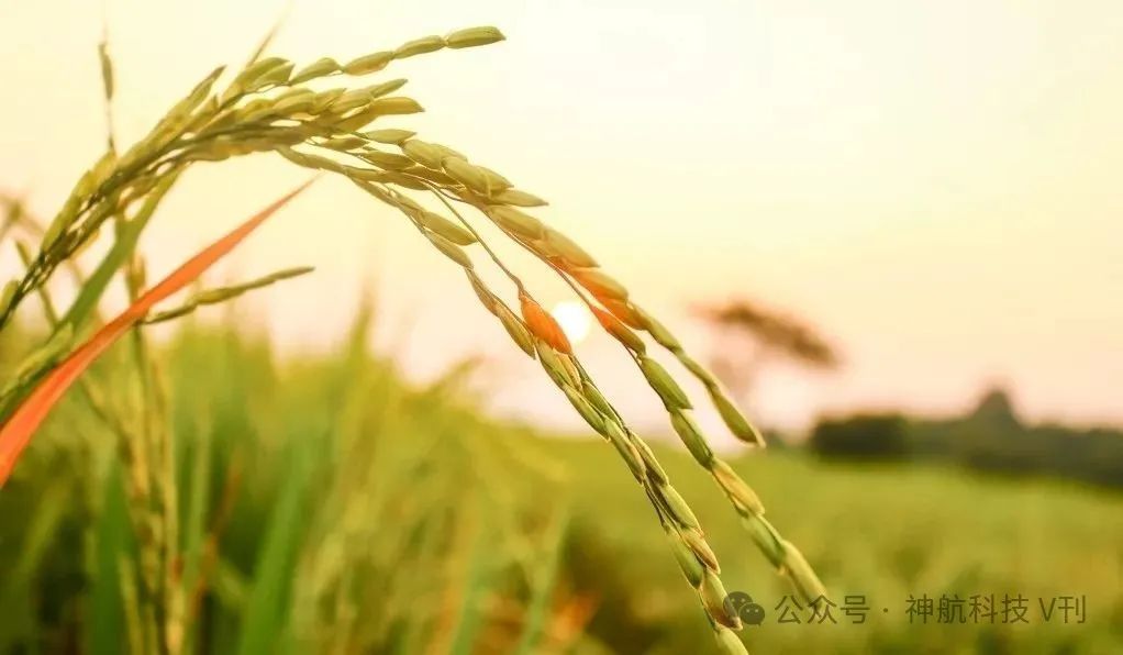 广西富硒产品地方标准(广西富硒产品有哪些)-硒宝网