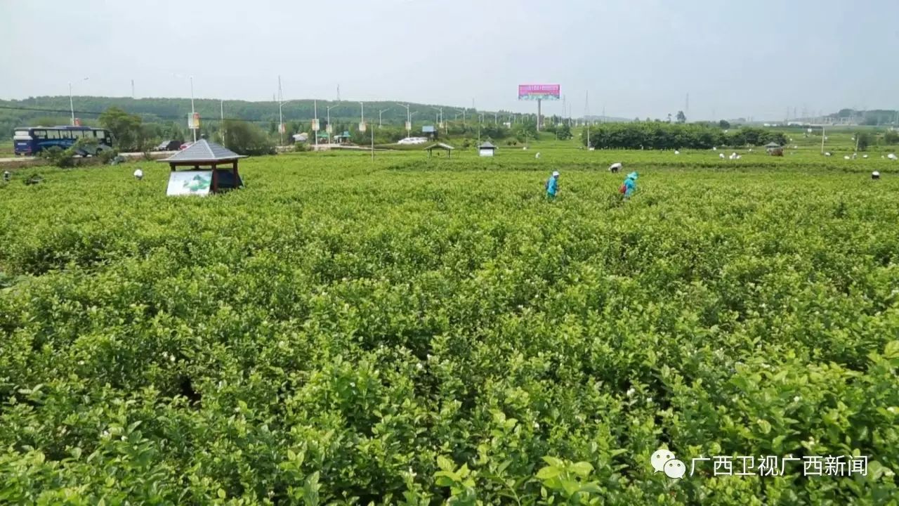 广西富硒产品生产企业(广西生产富硒企业产品名单)-硒宝网