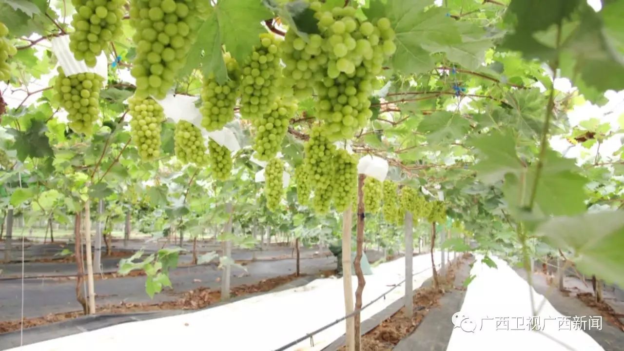 广西富硒产品生产企业(广西生产富硒企业产品名单)-硒宝网