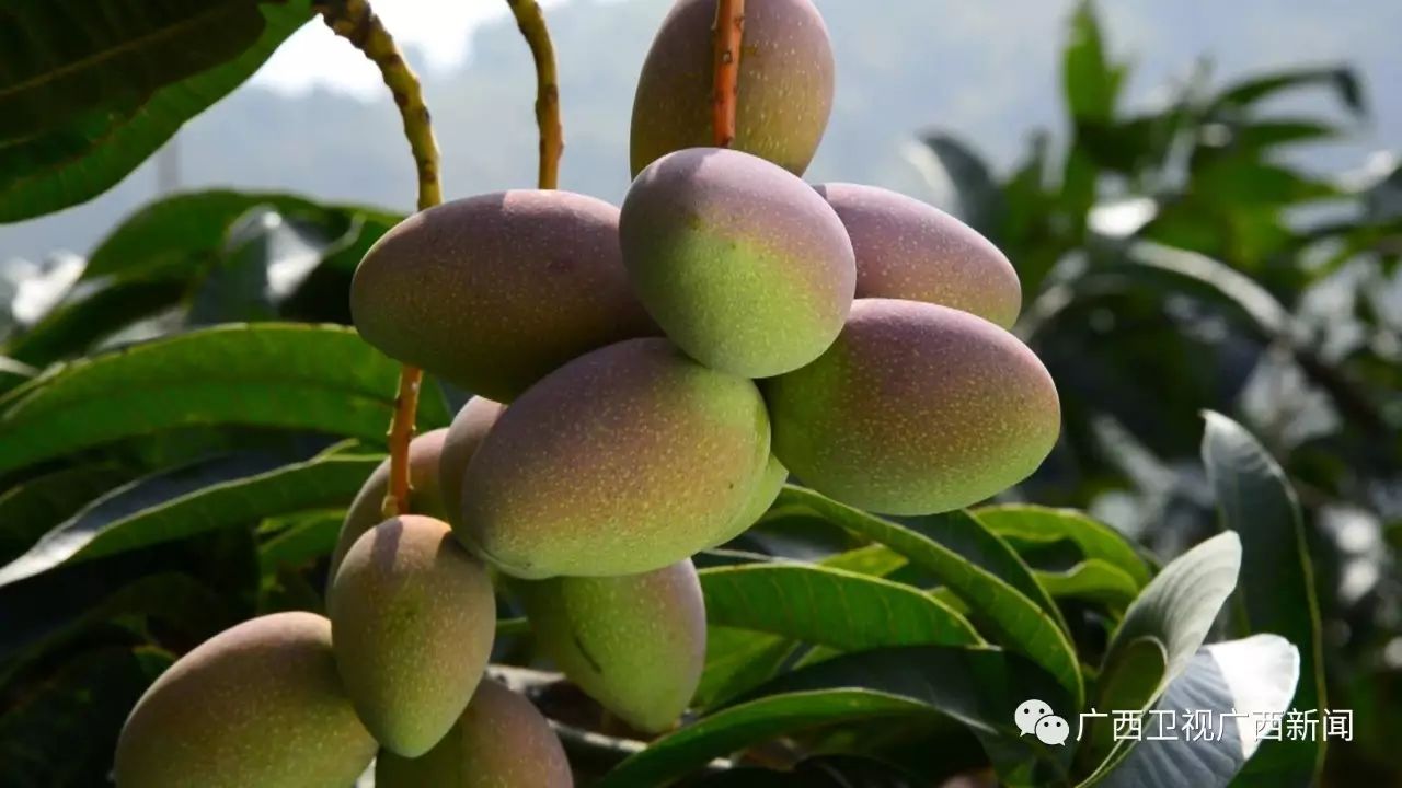 广西富硒产品生产企业(广西生产富硒企业产品名单)-硒宝网