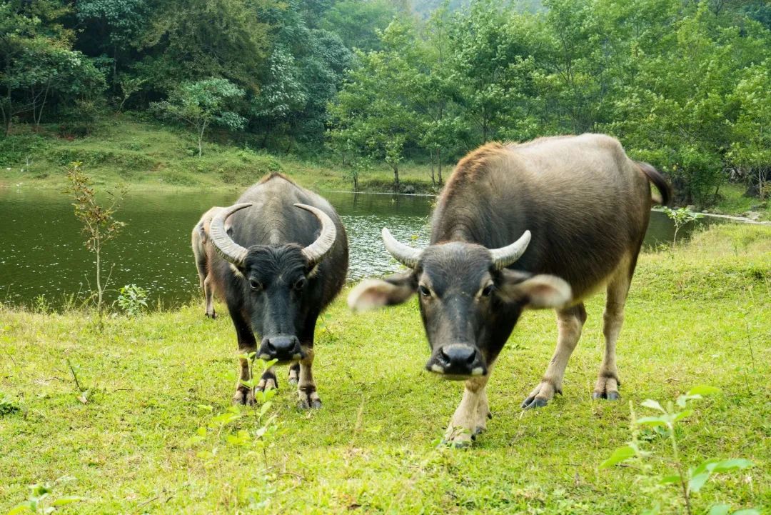 牛奶可以补钙吗(牛奶补钙可以宣传么)-硒宝网
