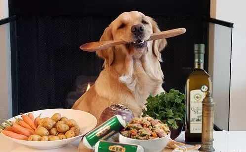 狗狗微量元素的作用和功能（狗狗微量元素吃什么补得快）-硒宝网