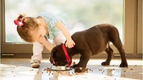 狗狗微量元素的作用和功能（狗狗微量元素吃什么补得快）-硒宝网