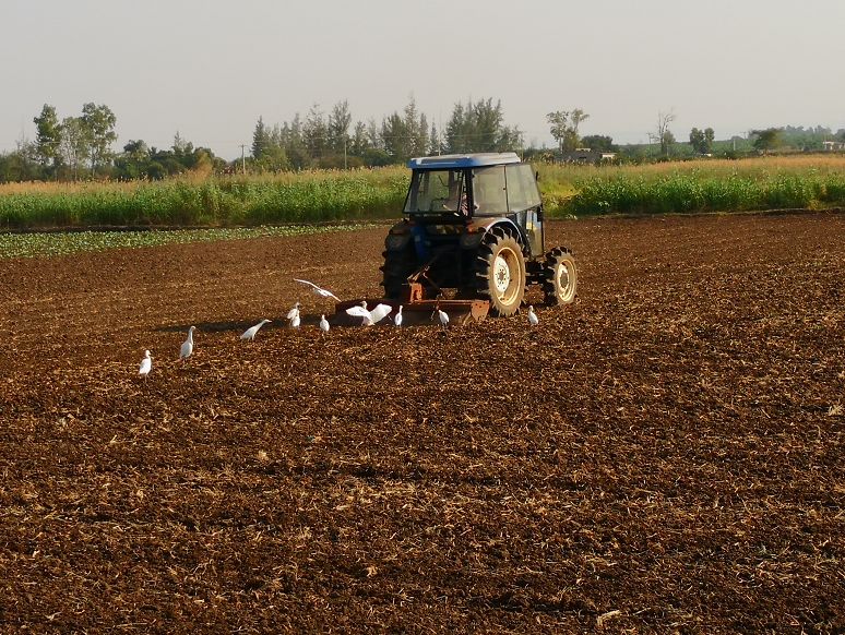 富硒粮油包含哪些产品(富硒粮的标准)-硒宝网