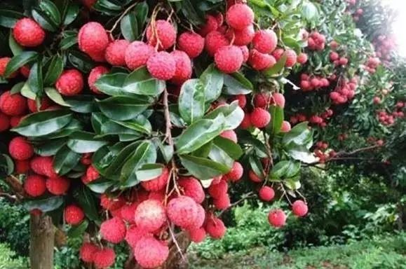 开发富硒养生荔枝产品（富硒无核荔枝）-硒宝网