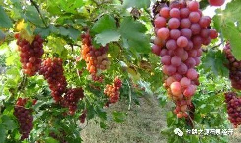 富硒产品特色小镇项目（富硒小镇是什么意思）-硒宝网