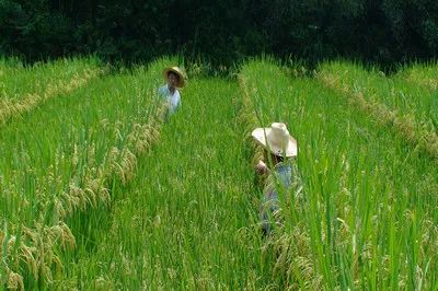 富硒大米产品宣传展示（富硒大米广告语）-硒宝网