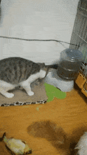 猫咪补充微量元素吃什么(猫咪补充微量元素对应的食物)-硒宝网