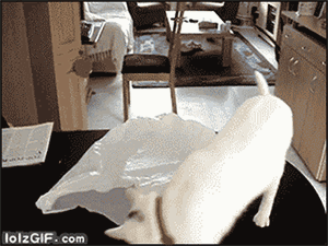 猫咪补充微量元素吃什么(猫咪补充微量元素对应的食物)-硒宝网