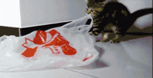 猫咪补充微量元素吃什么(猫咪补充微量元素对应的食物)-硒宝网