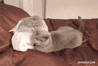 猫咪补充微量元素吃什么(猫咪补充微量元素对应的食物)-硒宝网